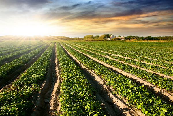 Sustainable Gardening Practices embracing methods blog